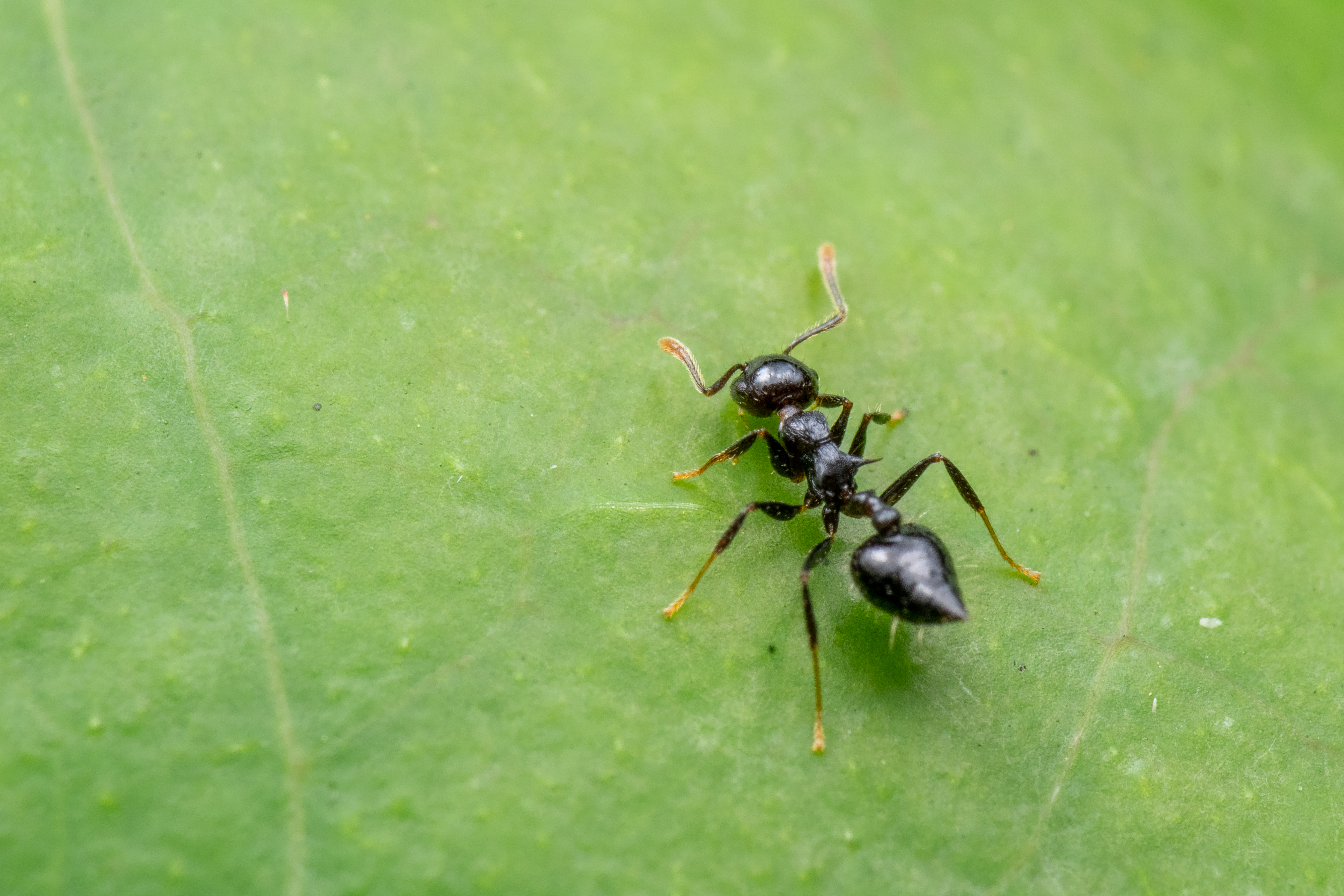 Find a solution to your ant control problem.